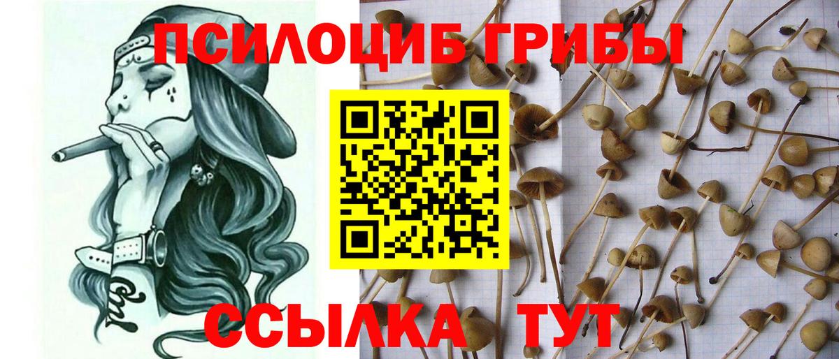 Псилоцибиновые грибы Cubensis Нижний Тагил